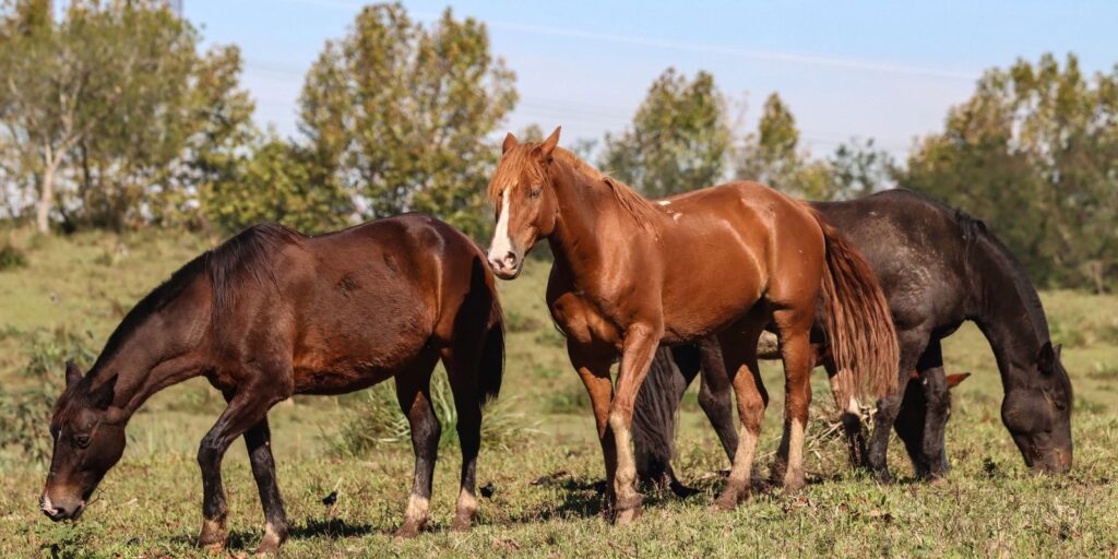 Ministério registra morte de 222 cavalos após ingestão de Nutratta