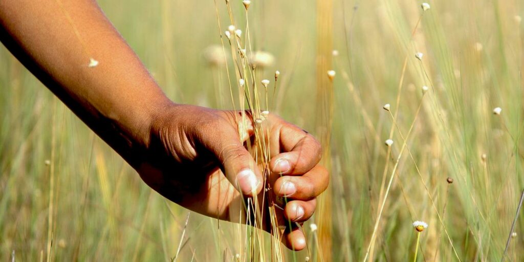Povoado Mumbuca realiza Festa da Colheita, que promove o Capim Dourado