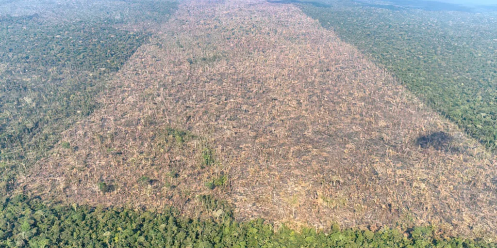 Sistema do Inpe reforça monitoramento diário do bioma amazônico