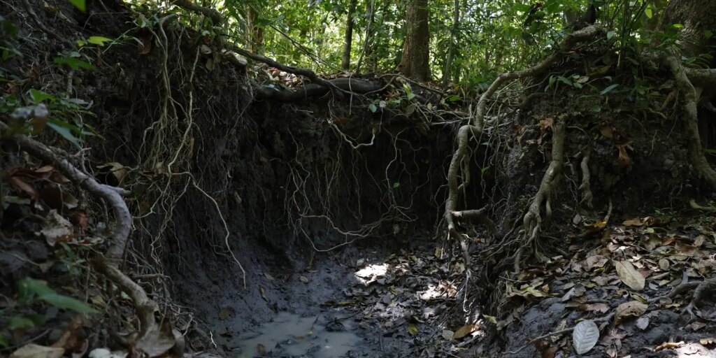 Brasil tem mais de 37 bilhões de toneladas de carbono orgânico no solo