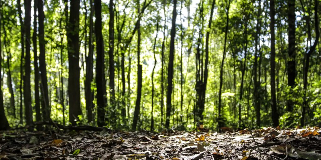 Começa o período de Defeso Florestal no Amazonas