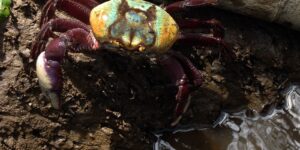 Defeso do caranguejo-uçá começa nesta terça (17) em dez estados