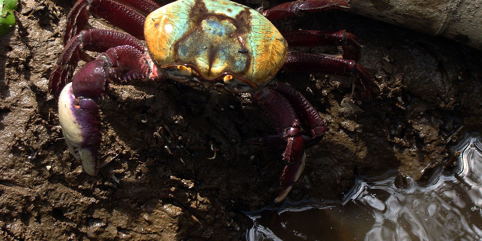 Defeso do caranguejo-uçá começa nesta terça (17) em dez estados