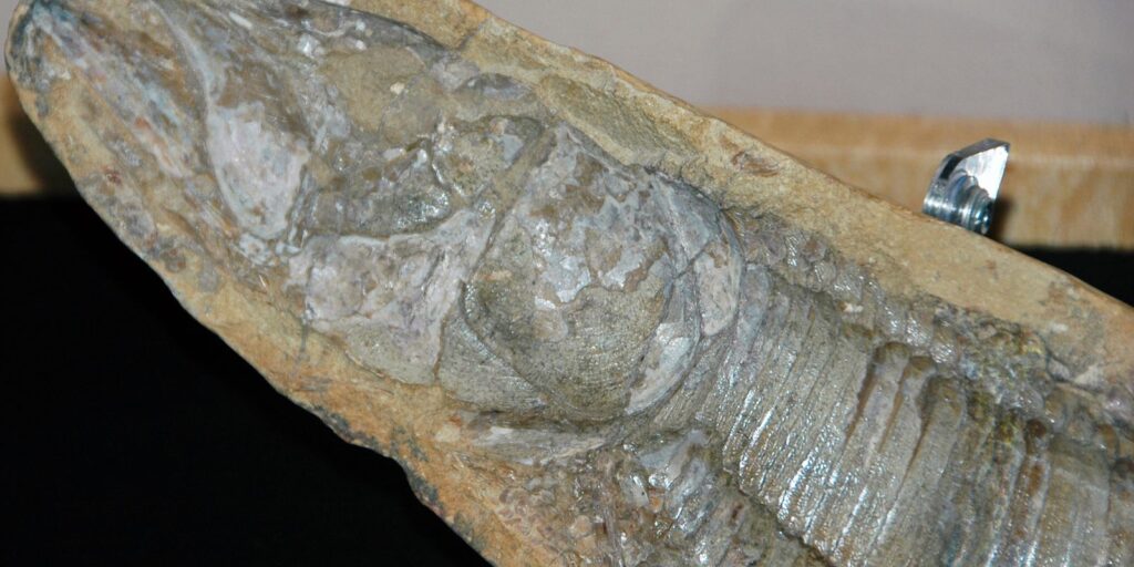 Fósseis retirados da Bacia do Araripe voltam ao Brasil 30 anos depois