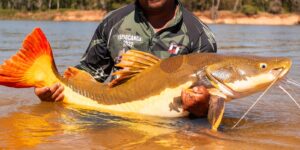 COP15 aprova maior proteção de bagres gigantes da Amazônia e ariranhas