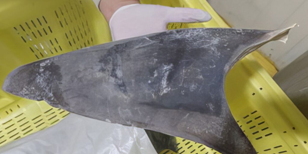 Ibama impÃµe regras mais rÃ­gidas para comÃ©rcio de tubarÃ£o-azul