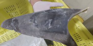 Ibama impÃµe regras mais rÃ­gidas para comÃ©rcio de tubarÃ£o-azul